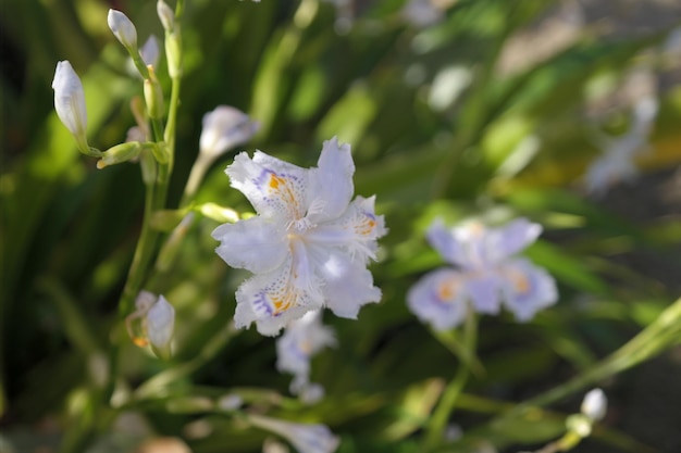 Hintergrundbild der Kirschblüte.