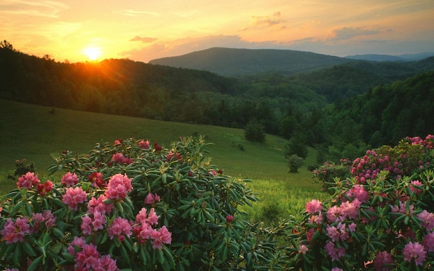 Hintergrundbild von Hügeln und Blumen im Sonnenuntergang