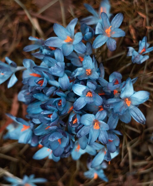 Foto hintergrundbild von naturblumen