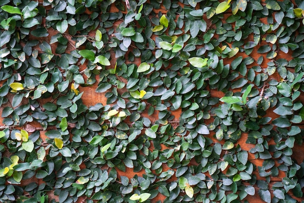 Hintergrundbild Weinbaumblätter, die an der Holzwand klammern