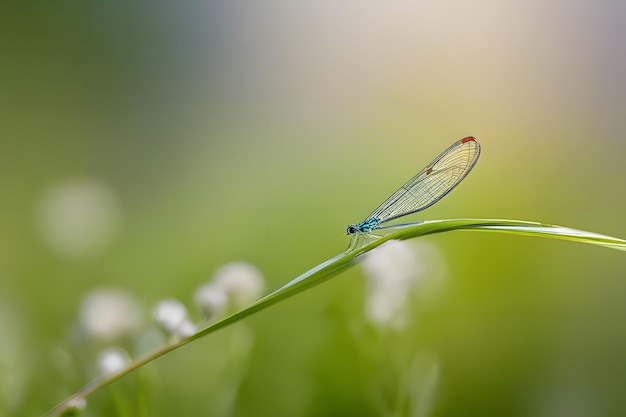 Foto hintergrundbilder mit grün und tau-tropfen