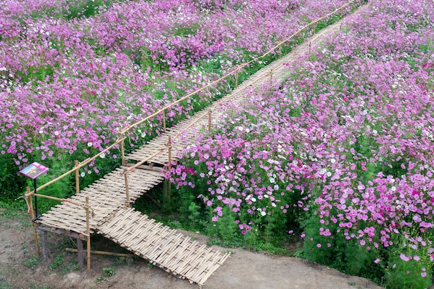 Hintergrundfeldaster von Kosmosblumenblütengärten blühen schön im Winter.