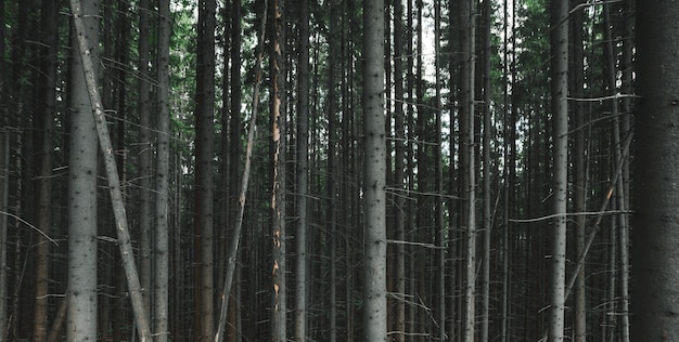 Hintergrundfoto von Nadelbaumstämmen. Schöne Sommertannenwaldpanoramaaufnahme