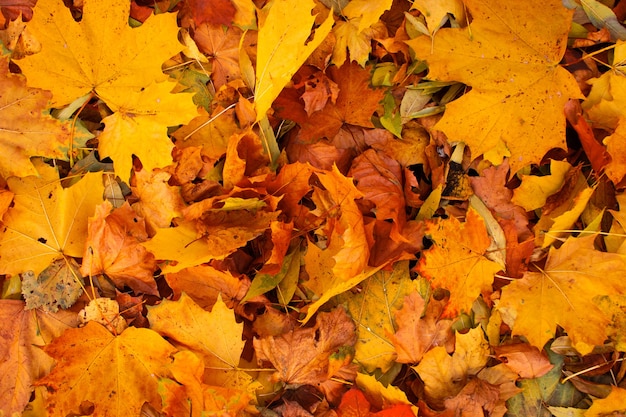 Foto hintergrundgruppe herbstorangenblätter. herbstkonzepte