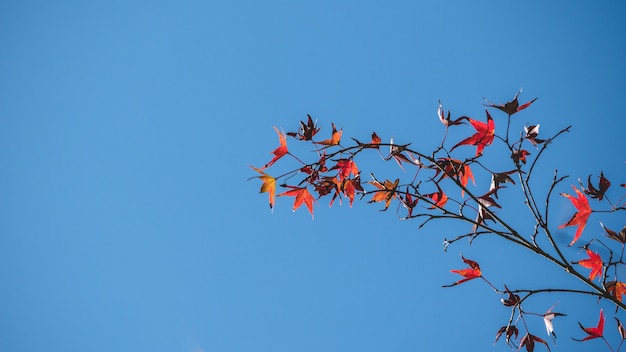 Hintergrundherbstlaub in Japan