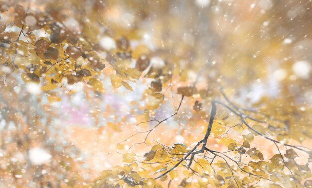 Foto hintergrundherbstpark in den tagen des ersten schnees