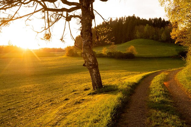 Foto hintergrundlicht die aufgehende sonne hinter einem einzigen baum