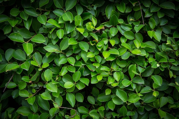 Hintergrundmuster - Grün lässt Wand oder grünen Bush-Hintergrund.