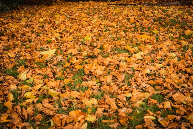 Hintergrundnatur des schönen Weinleseherbstes im Freien von den Rotahornblättern und von trockenen Blättern gefallen zum Rasen