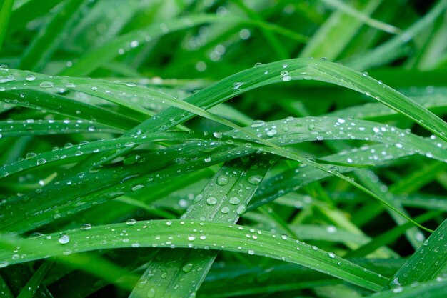 Hintergrundregentropfen auf grünen Blütenstielen nasses Laub nach Regen