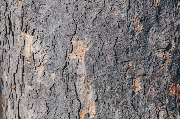 Hintergrundtextur der alten Baumrinde, mit Umgebungslicht