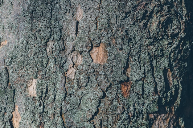 Hintergrundtextur der alten Baumrinde, mit Umgebungslicht