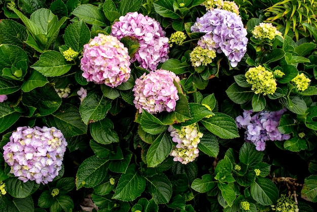 Hintergrundtextur der Hortensienpflanze Hydrangea macrophylla