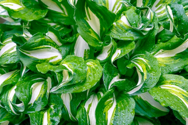 Hintergrundtextur von grünen frischen Hosta-Blättern mit Regentropfen