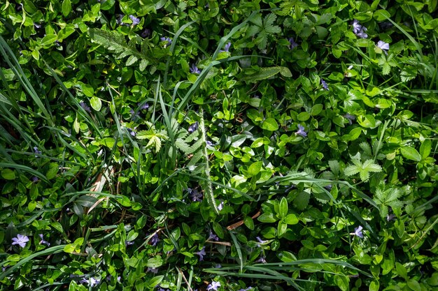 Foto hintergrundtextur von sommerpflanzen mit grünem gras