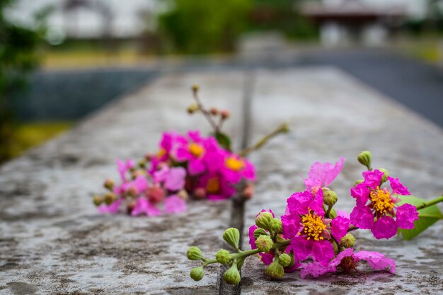 Hintergrundweinlese mit Blume