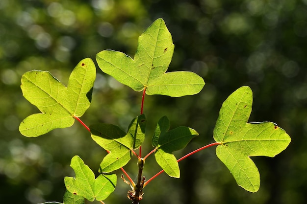 Hinterleuchtete Blätter von Montpellier-Ahorn (Acer monspessulanum)