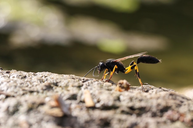 Hinterleuchtete Mud dauber wasp Sceliphron spirifex Malta Mediterrane