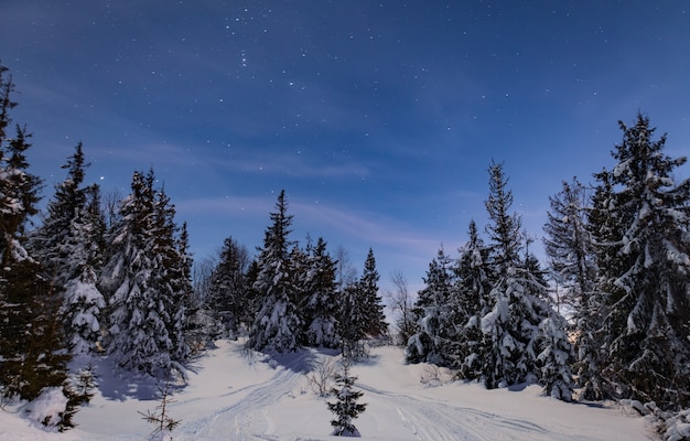 Hipnotizante noite paisagem nevado pinheiros crescem entre nevascas. Conceito de beleza da natureza do Norte. Conceito da aurora boreal
