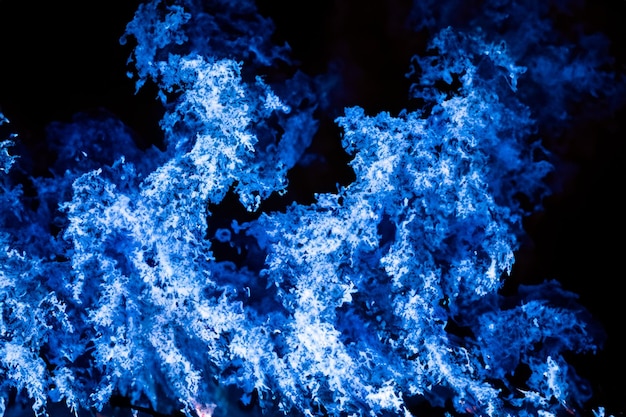 Foto las hipnotizantes llamas azules bailaban con gracia contra el telón de fondo oscuro