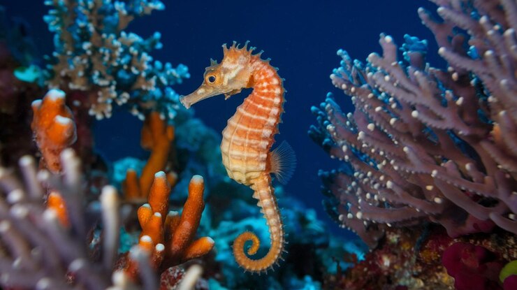 Hipocampo do cavalo-mar do Mediterrâneo com uma variedade de coral marinho colorido debaixo d'água