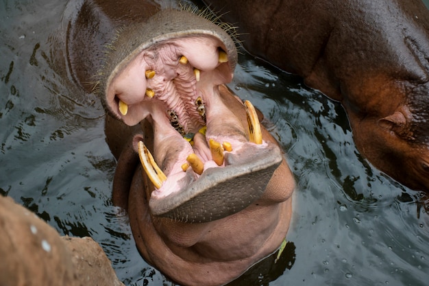 Foto el hipopótamo abre la boca para esperar comida en el zoológico.