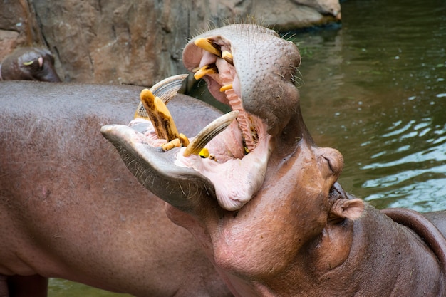 Hipopótamo abre la boca para esperar comida en el zoológico.