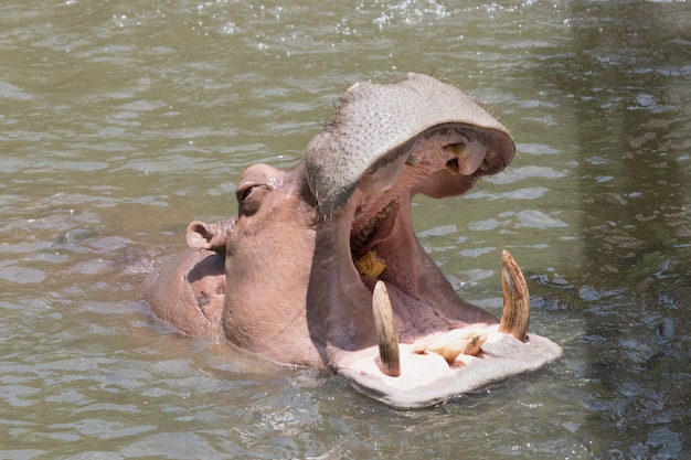 Foto el hipopótamo abre la boca.