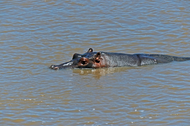 Hipopótamo africano en su hábitat natural. Kenia. África.