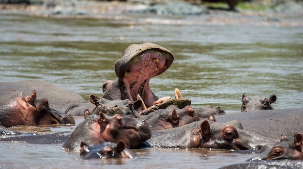 Hipopótamo en agua con la boca bien abierta