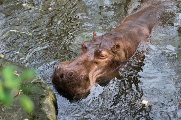 Hipopótamo en el agua en el zoológico