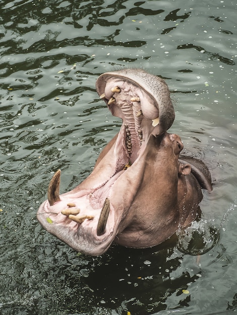 Un hipopótamo en el agua