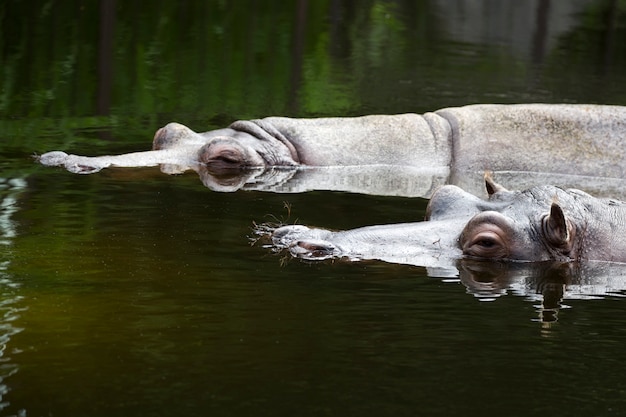 Hipopótamo en el agua