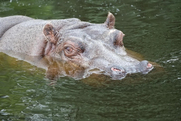 Hipopótamo en el agua