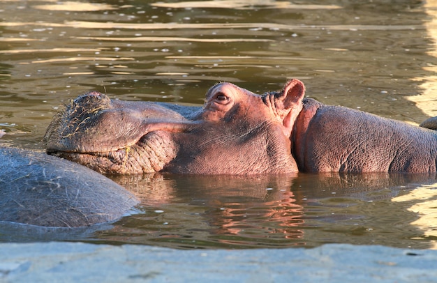 hipopótamo en el agua