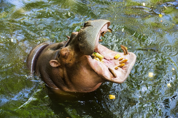 Foto hipopótamo (amphibius do hipopótamo)