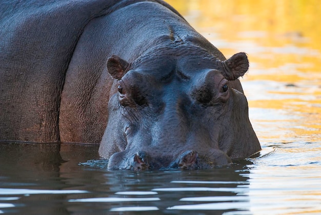 Hipopótamo anfíbio em um poço de água no Parque Nacional Kruger, África do Sul