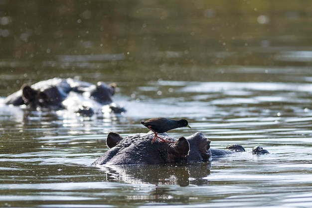 El hipopótamo anfibio en el pozo de agua del Parque Nacional Kruger, Sudáfrica