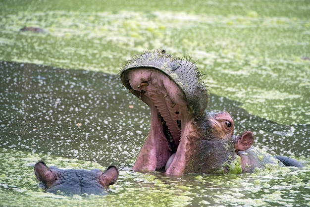 Hipopótamo con la boca abierta nadando en el lago