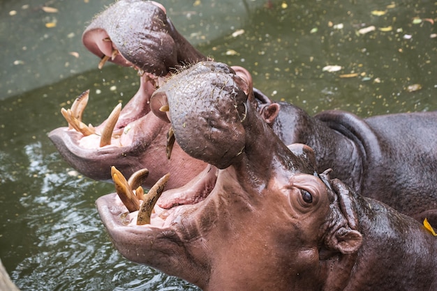 hipopótamo com a boca aberta à espera de comida