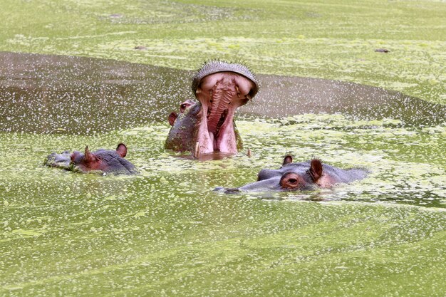 Hipopótamo com a boca aberta, nadar no lago