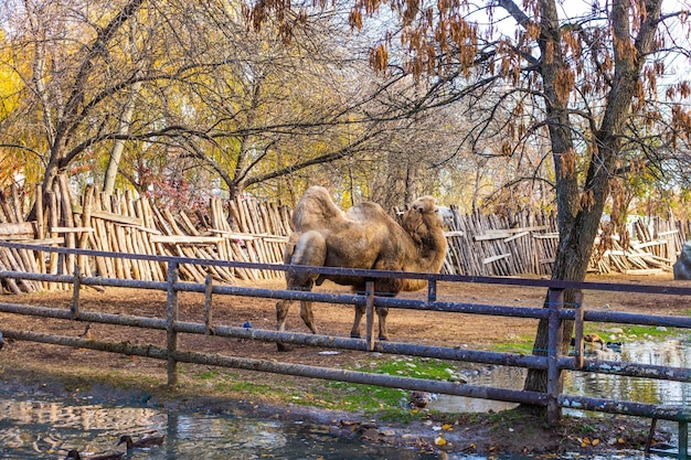 Hipopótamo comum ou Hippopotamus amphibius