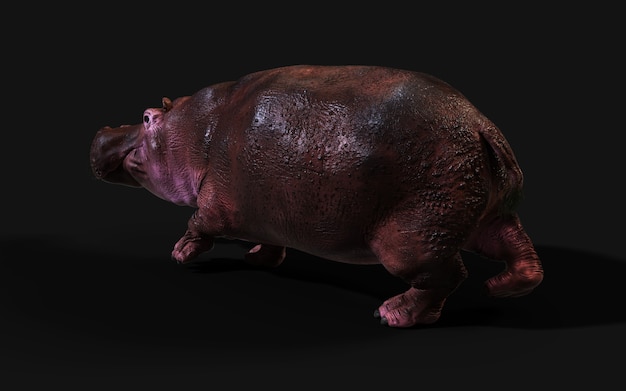 El hipopótamo común (Hippopotamus Amphibius) posando aislado sobre fondo oscuro con trazado de recorte.