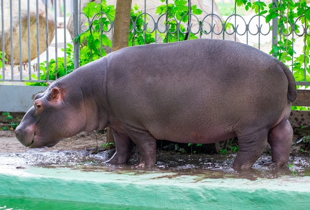 El hipopótamo común (Hippopotamus amphibius), retrato de hipopótamo.