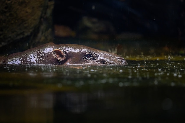 Un hipopótamo común observa las aguas verdes a la altura de los ojos (Hippopotamus amphibius).