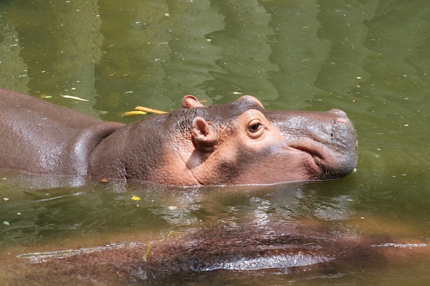 El hipopótamo descansa en el río en tailandia