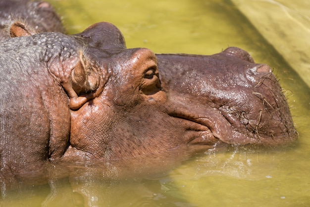 Hipopótamo descansando en el agua