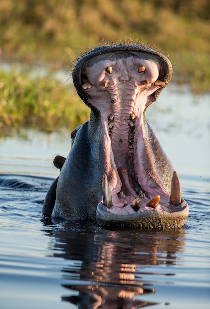 El hipopótamo está sentado en el agua, abre la boca y bosteza.
