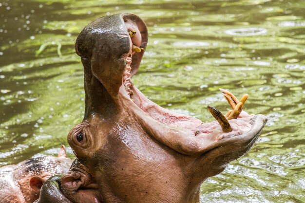 Hipopótamo flotando en el agua y abierto a la comida