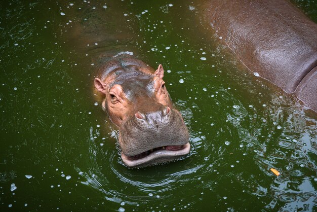 Foto hipopótamo, hipopótamo que vive en el lago de agua